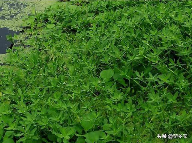 头条问答 空心菜与水花生哪个种在虾塘合适 12个回答