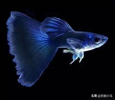 diy丰年虾孵化器:繁殖孔雀鱼鱼苗喂什么好？