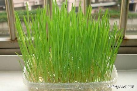 怀孕的猫薄荷对猫有什么作用:猫草和猫薄荷有什么区别？