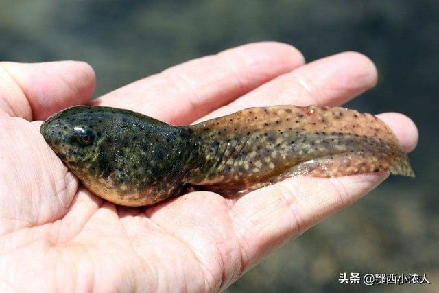 车轮虫属于什么生物:车轮虫属于单细胞生物吗 苦楝皮如何治鱼塘里的鱼虫？