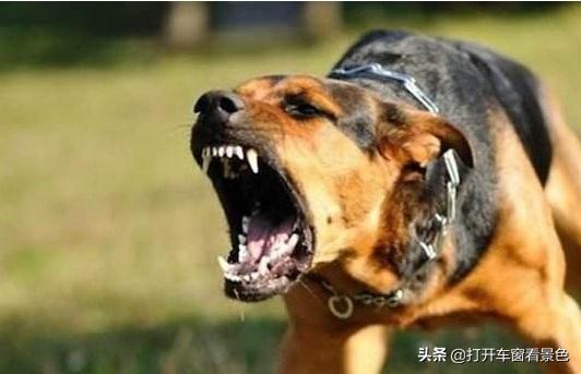 巴仙吉犬攻击过人吗:巴仙吉犬多少钱一只 不拉绳子的狗，扑小孩怎么办？