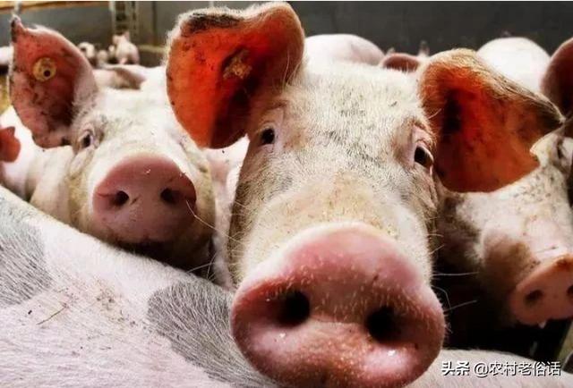 光明都市菜园:养猪政策放开后的今年，农村养猪量会增加吗？