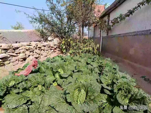 明天小雪节气,大白菜收获以后,如何储存？