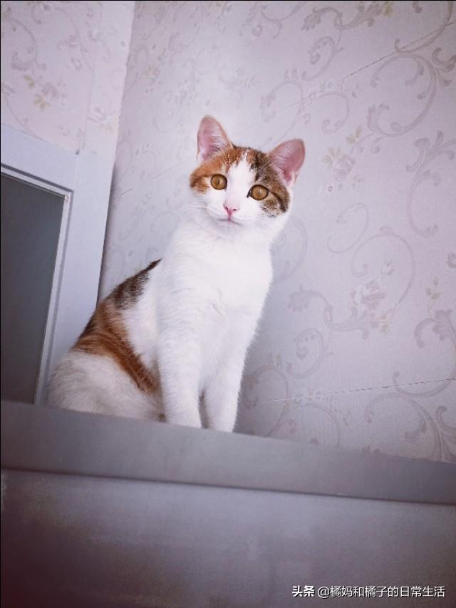 甜蜜猫猫01话:猫咪爱你，你觉得会有什么表现？