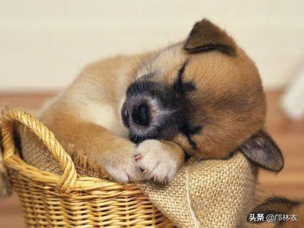狗吃巧克力为什么会死亡:大家都说猫狗吃了巧克力会死，但是我家的吃了为啥没事？ 狗吃巧克力为什么会死?