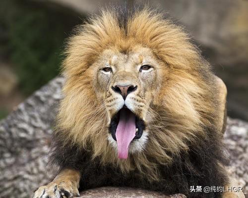 熊或者一些大型猫科动物是否像传说的那样舌头上长满了倒刺,以至于"一