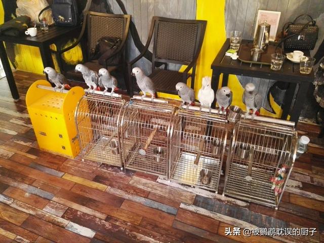 鹦鹉分哪几种？怎么养？