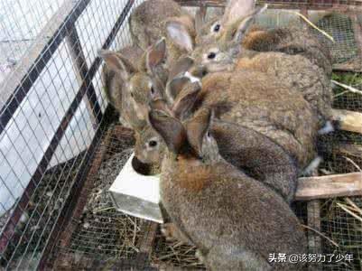 仙桃宠物兔养殖基地:兔子出生需要打什么疫苗？ 仙桃种兔养殖场
