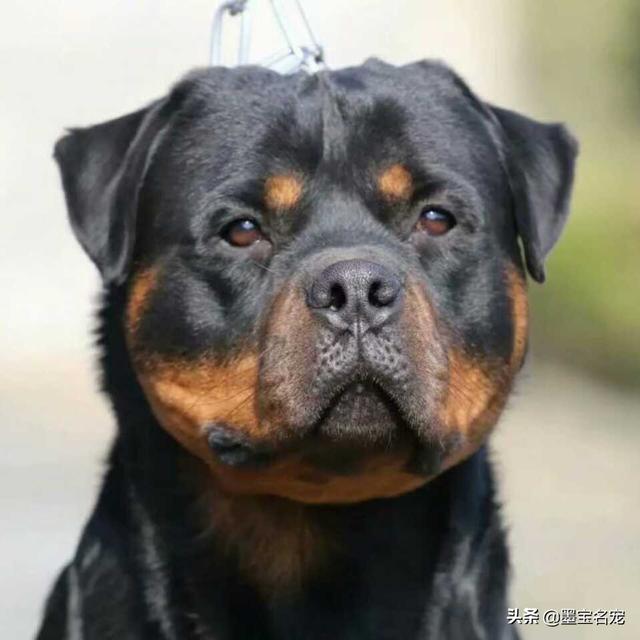 比格猎兔犬是小型犬吗:哪些狗狗送去宠物店寄养，老板可能都会嫌弃？