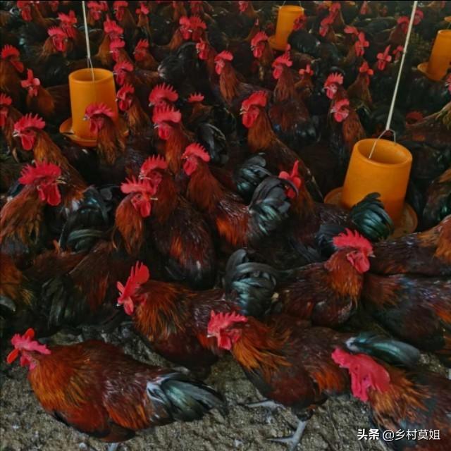 马杜霉素:马杜霉素具有什么作用 如何辨别鸡球虫病感染及如何防控？