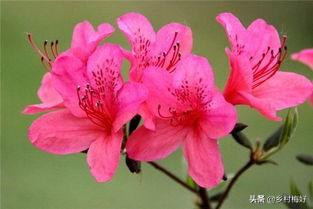杜鹃花夏天怎么养护:杜鹃花后怎么养护 夏天怎样种植下山庄杜鹃？