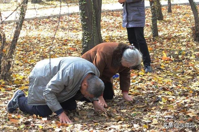上坟为什么不能带香蕉,上坟买供品买什么水果好？