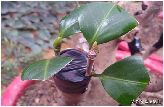 油茶树嫁接茶花(油茶树嫁接茶花寿命长吗)