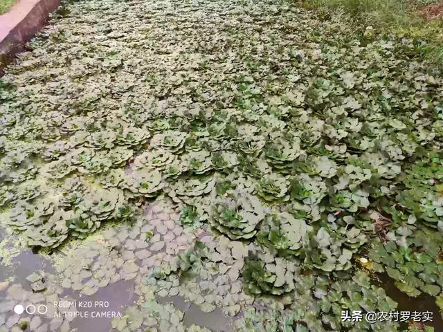 梨树园里养殖什么好:我家是农村的，想回家搞养殖，不知道养什么好？
