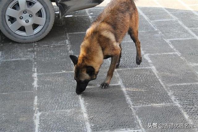 比利时牧羊犬怎么喂养:比利时牧羊犬幼犬怎么喂 马犬成长几个月会进入尴尬期？要怎么喂养？