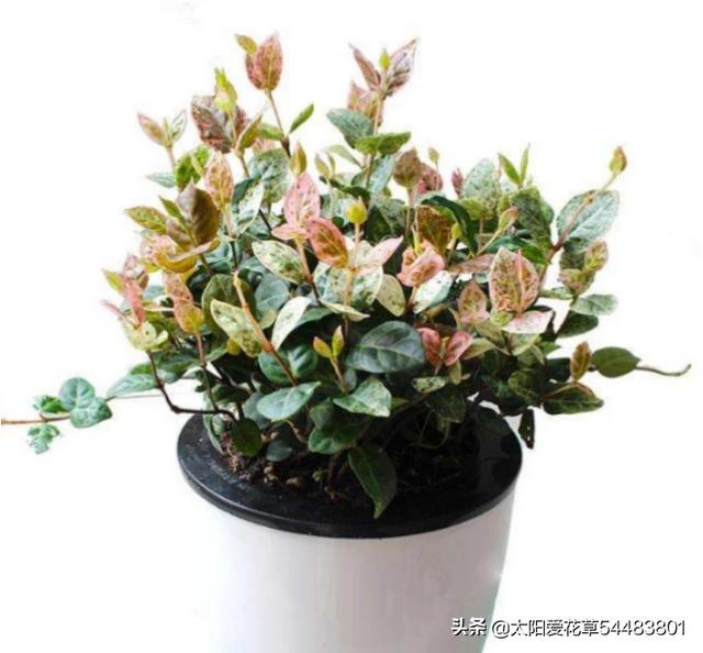夹竹桃图片:花叶络石怎么修剪才爆盆？