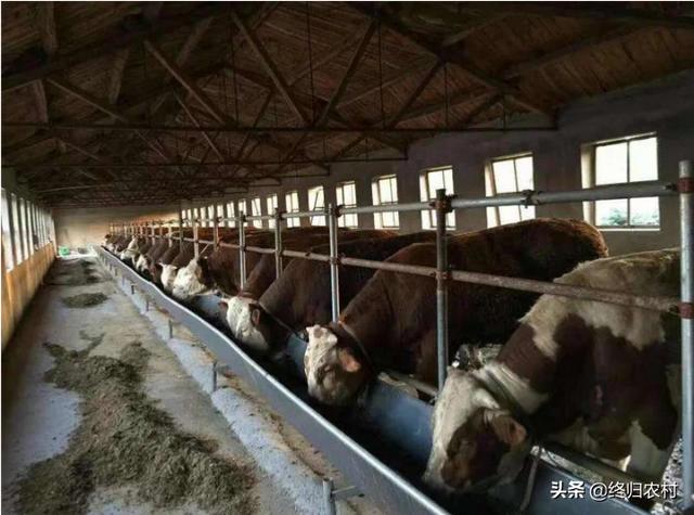 法牛犬吃什么长得快:法牛犬吃什么食物最好 你平时都给牛喂什么东西吃？牛吃什么可以长得又快又肥？