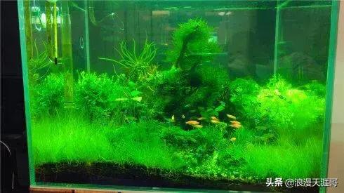 头条问答 鱼缸容易爆藻怎么办 70个回答