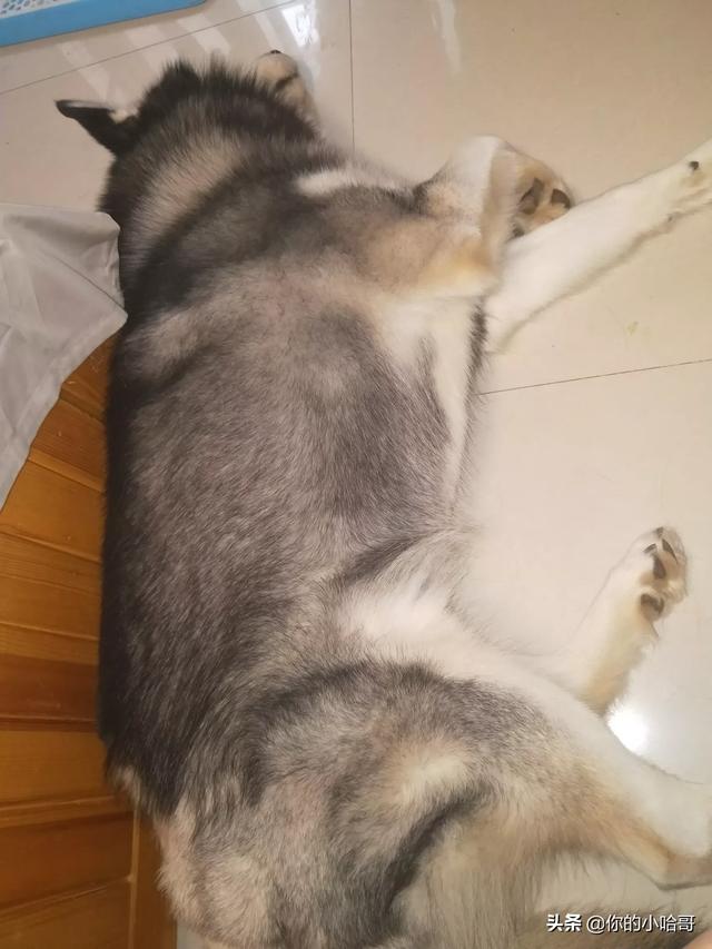 头条问答 母狗发情什么时候交配最合适 你的小哈哥的回答 0赞