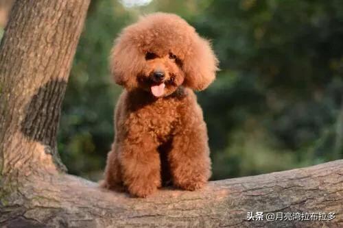 泰迪为什么会髌骨脱位:宠主的哪些行为会让泰迪犬寿命减短呢？