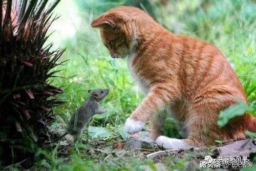 你能说出几句损人不带“脏”字的歇后语,让大家乐一乐吗？