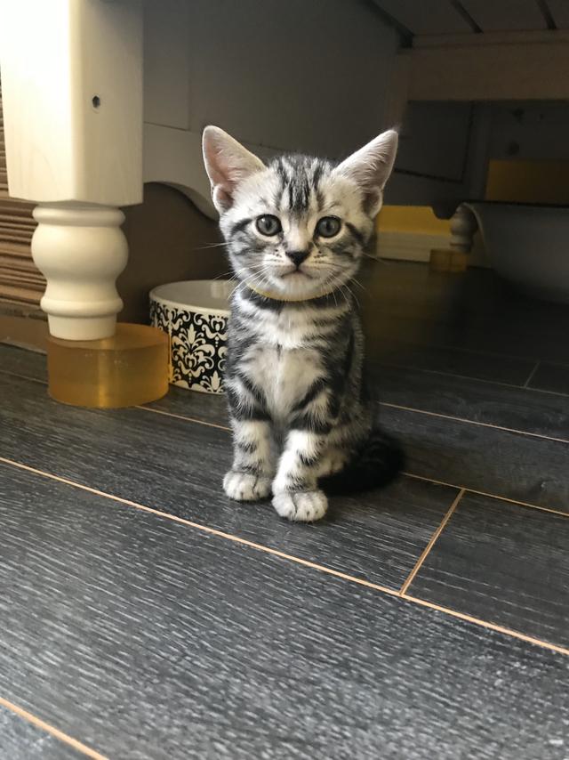 收养流浪猫 弓形虫:宿舍楼下的流浪猫全靠学生买香肠喂养，我可以找人领养吗？