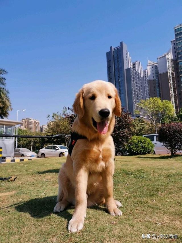 这是不是拉布拉多跟金毛的串的