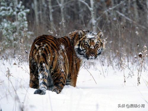 美国斗牛犬与藏獒:五只比特犬加五只藏獒一起上能咬死一只成年东北虎么？