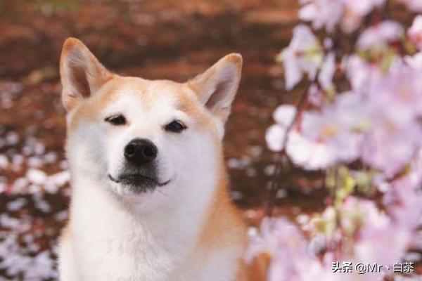如何训练小柴犬不咬人:有什么办法能使小狗不咬人脚和东西？