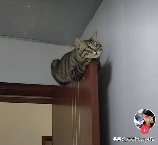 长春当猫爱上狗:你觉得喜欢猫的人会讨厌狗吗？