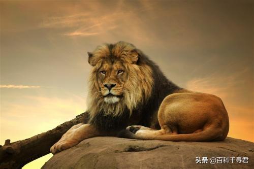 豹猫咪品种大全及图片:我国野生的豹猫还多吗？为什么？