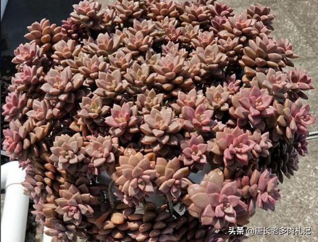 前几天新买的姬胧像面条一样垂着的,能不能长立起来？