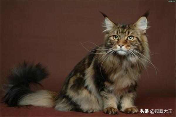 婴儿猫癣初期症状图片:猫藓一直不好怎么办，猫藓可以点白醋吗？