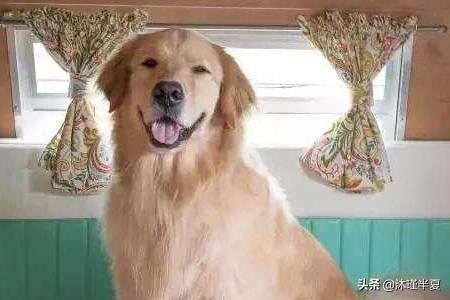 金毛犬性格:金毛有什么特点?养金毛要注意点什么？
