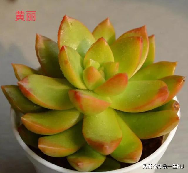 燕子掌能净化空气:多肉植物有绿化净化空气吗？
