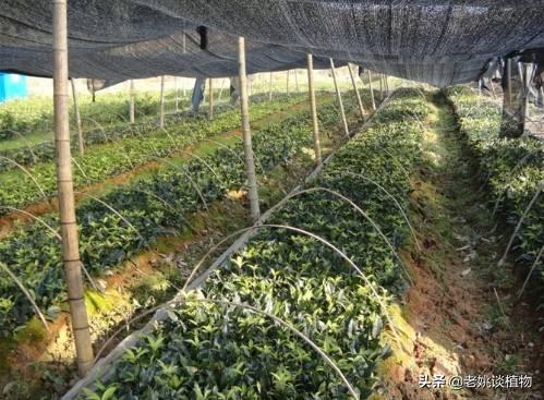 红千层种不活:桂花树扦插为什么种不活？
