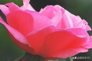 玫瑰与月季的区别,月季花与玫瑰花区别大吗？