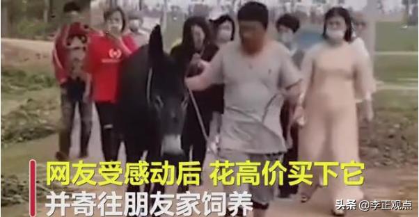 秋田犬八公图片:吉林一毛驴临死前流泪磕头求饶，好心人花九千元买下，怎么回事？