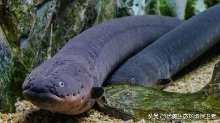 电鳗是通过什么原理发电的？可以变压成常用电吗？
