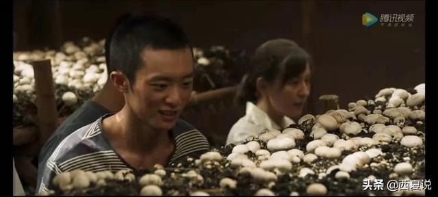 宁夏闽宁镇的来历:热播剧《山海情》里让金滩村脱贫的双孢菇，真的有营养么？