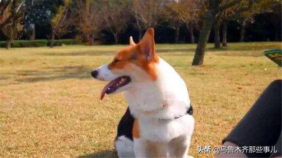 狂犬病致死率近100%，城乡养狗普遍，流浪狗泛滥，该怎么办？插图29