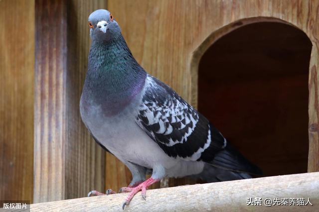 古代都是用信鸽送信，信鸽怎么知道送信的确切位置呢？插图59