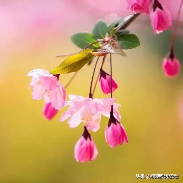 歌唱家叶矛去世:知名音乐人生前告别视频曝光！当死亡来临，你想说什么？
