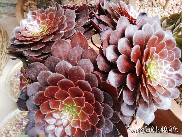 魔南景天夏季落叶怎么办:多肉植物法师如何度过炎炎夏日？