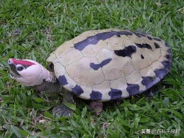 霍加狓:有哪些长得比较神奇的动物？
