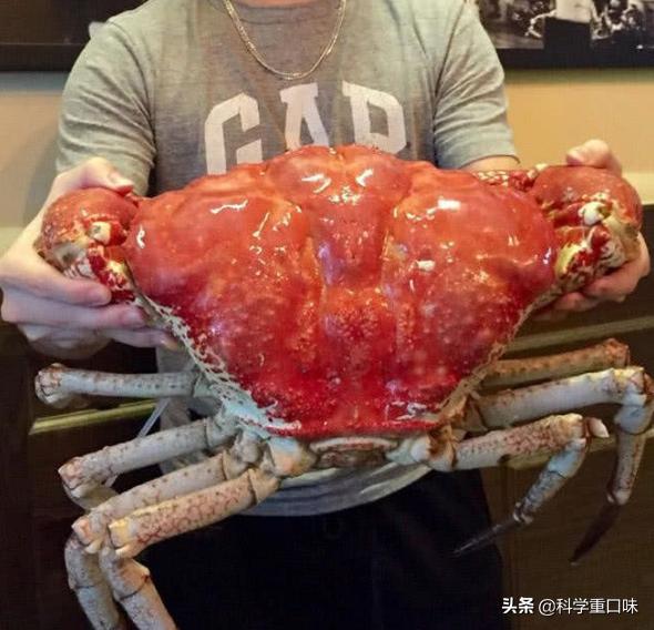 火蝾螈:龙虾的钳子断了之后还会长出来吗为什么