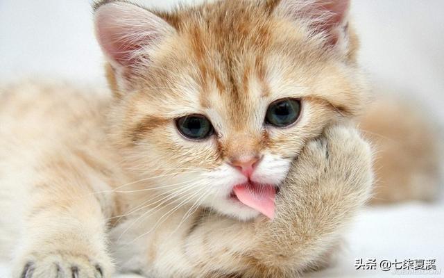 wdj推荐的天然猫粮:如何为猫咪选择优质的干饲料？ wdj猫粮推荐