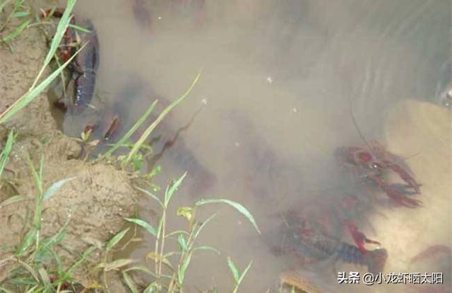 大水榕长出水面:请问渔塘水面上长满青苔是怎么回事？