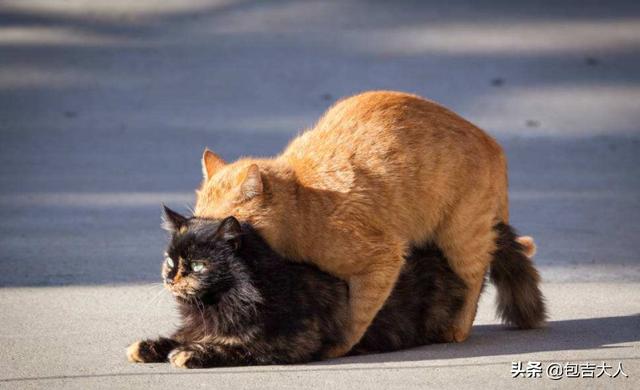 两只小猫咪图片:两只猫咪能相处得多愉快？