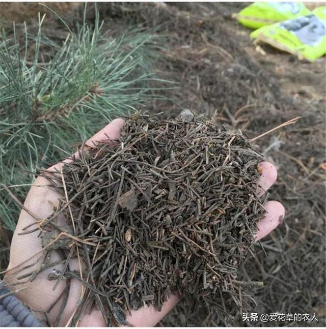 一星期自制腐叶土,什么样的松针配制松针营养土好？